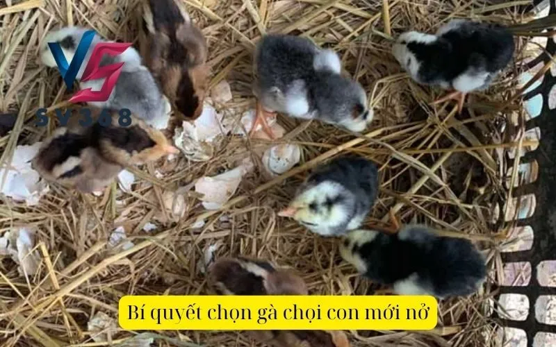 Bí quyết chọn gà chọi con mới nở