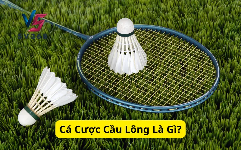 Cá Cược Cầu Lông Là Gì?