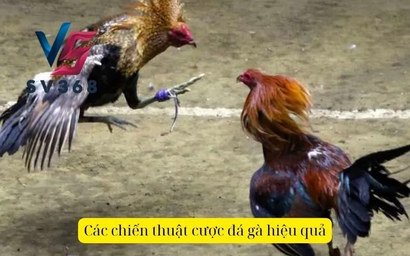 Các chiến thuật cược đá gà hiệu quả