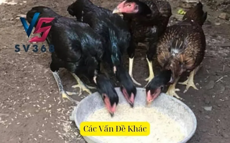 Các Vấn Đề Khác