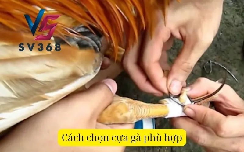 Cách chọn cựa gà phù hợp