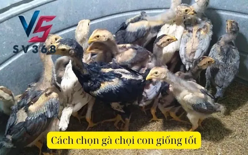 Cách chọn gà chọi con giống tốt