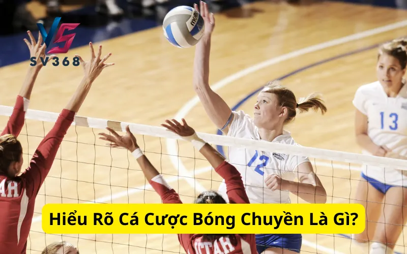 Hiểu Rõ Cá Cược Bóng Chuyền Là Gì?