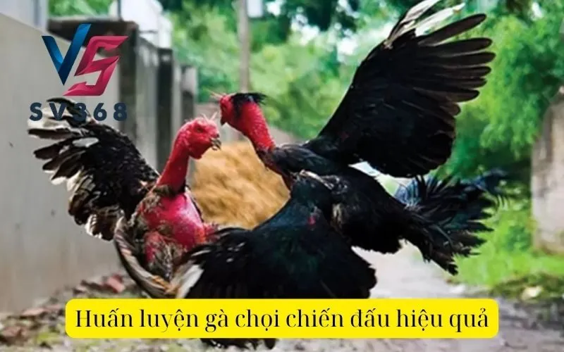 Huấn luyện gà chọi chiến đấu hiệu quả