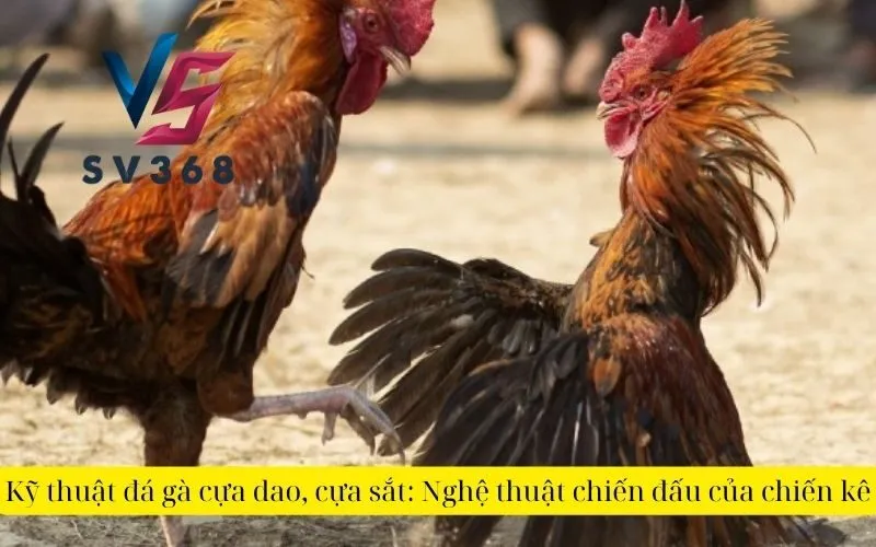 Kỹ thuật đá gà cựa dao, cựa sắt Nghệ thuật chiến đấu của chiến kê