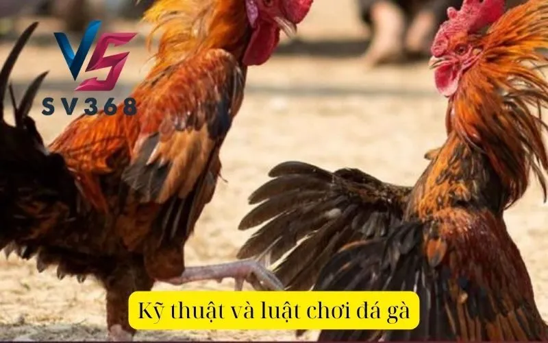 Kỹ thuật và luật chơi đá gà