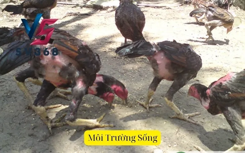 Môi trường sống