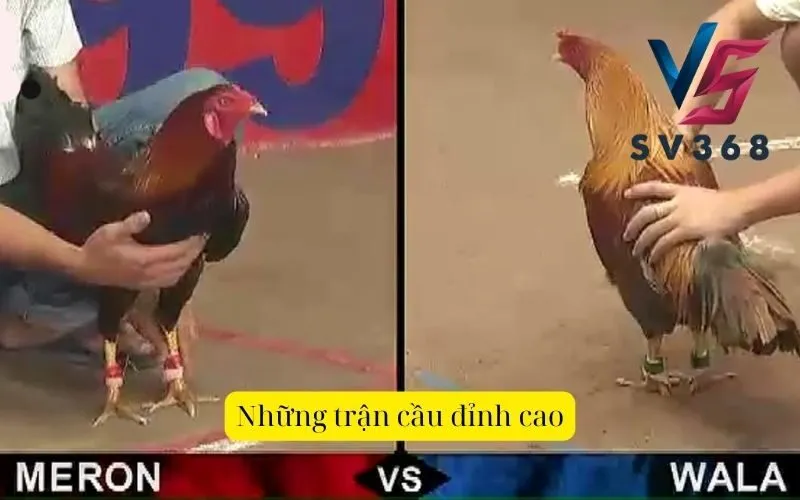 Những trận cầu đỉnh cao