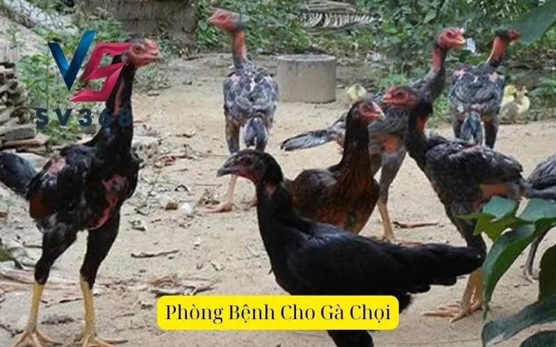 Phòng Bệnh Cho Gà Chọi