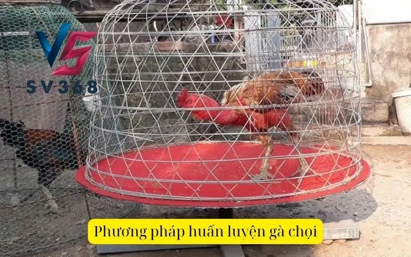 Phương pháp huấn luyện gà chọi