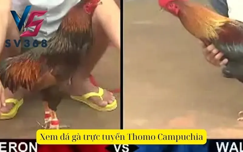 Xem đá gà trực tuyến Thomo Campuchia